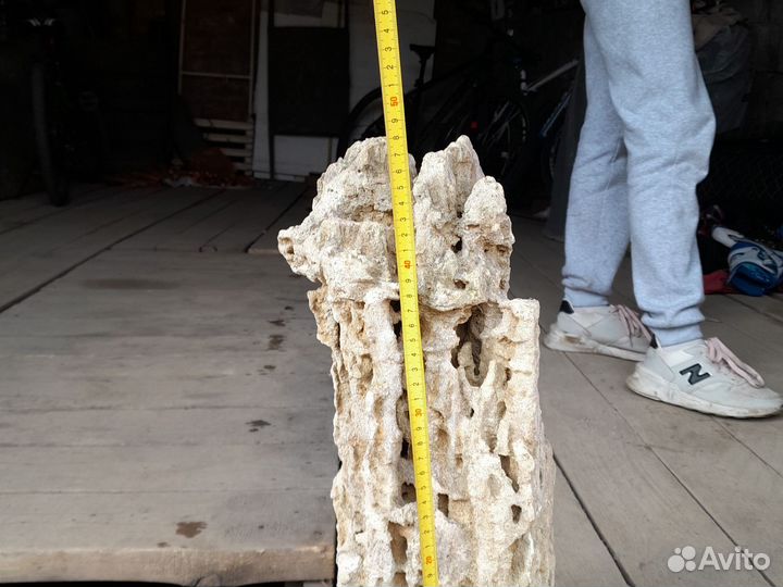 Коралл балянус