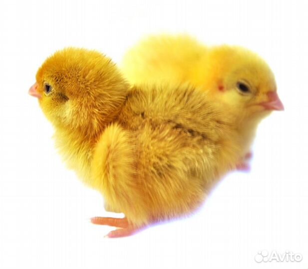 Суточные перепела породы Техасс белый