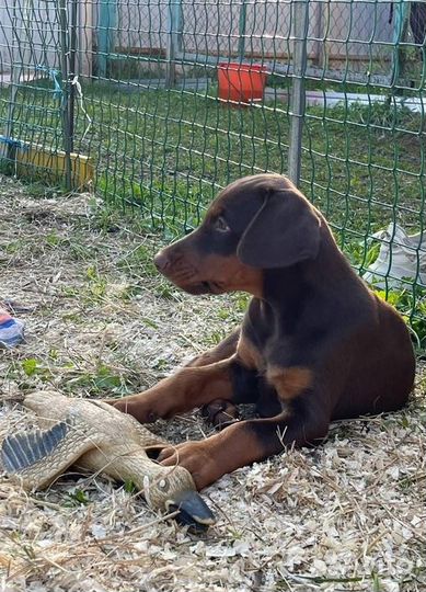 Щенки добермана с документами