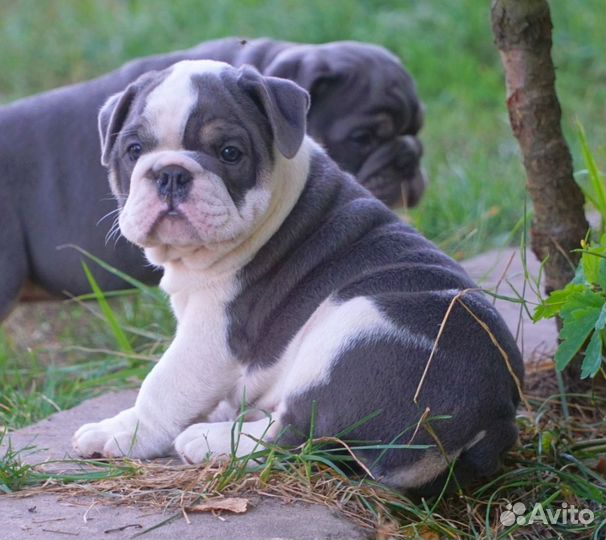 Английский бульдог, очаровательный малыш