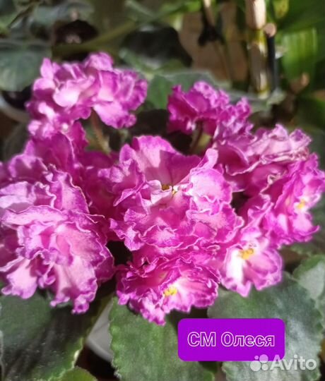 Фиалка сортовая см- Олеся