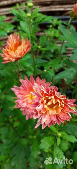 Хризантемы