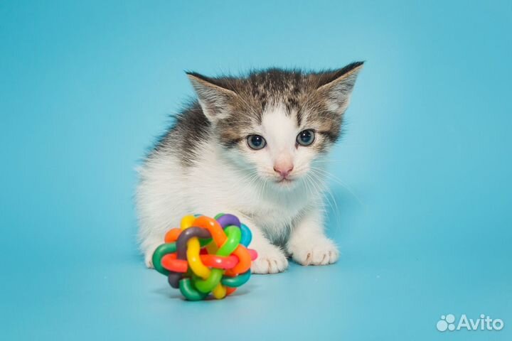 Котенок мальчик 1,5 мес