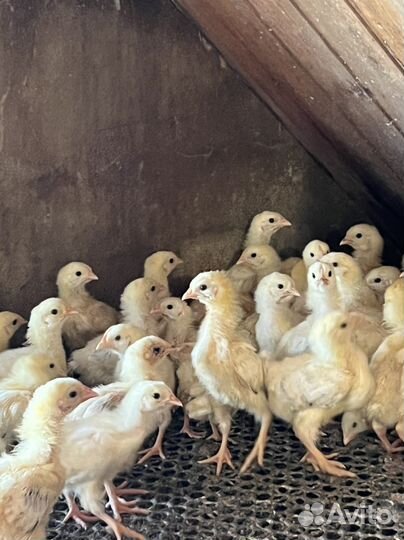 Цыплята Адлеровские