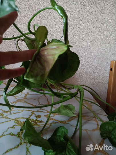 Филодендрон и сингониум