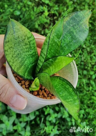 Сансевиерия сортовая