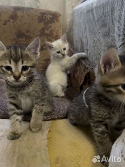 Котята в добрые руки