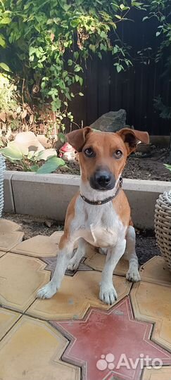 Собака для вязки