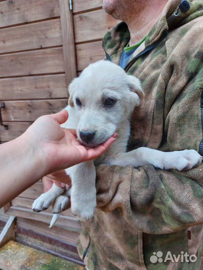 Собака в добрые руки отдам бесплатно щенок