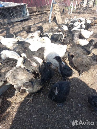 Куры молодки