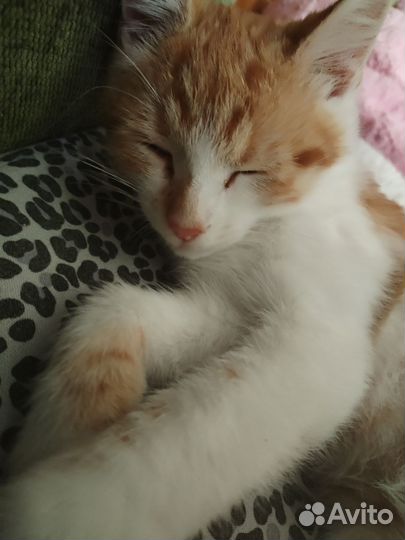 Отдам в добрые руки