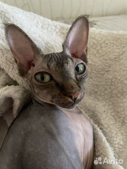 Канадский сфинкс