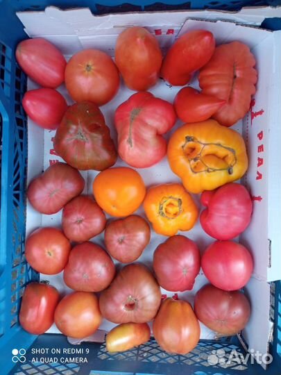 Помидоры домашние
