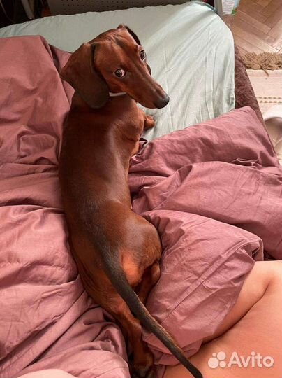 Карликовая такса (вязка)