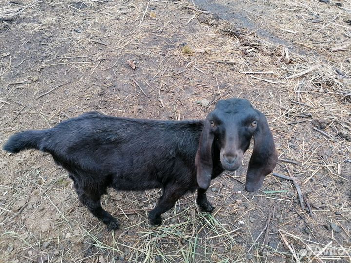 Козлик нубо - битал