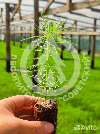 Сеянцы сосны и ели зкс