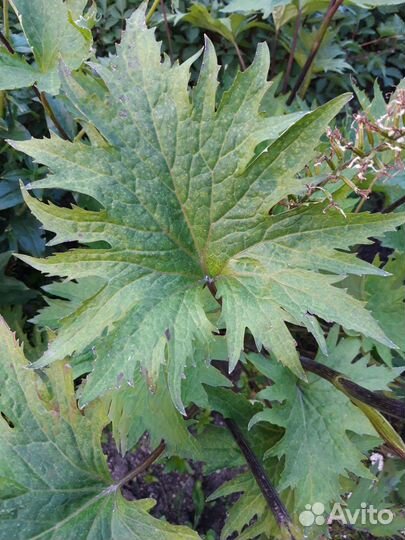 Бузульники 5 видов