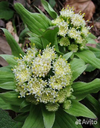 Белокопытник japan variegata