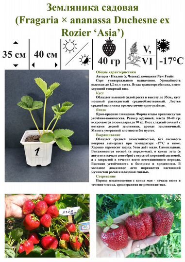 Саженцы Земляники садовой (Клубники)
