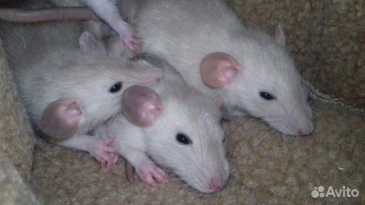 Питомник крысят Дамбо, крысы