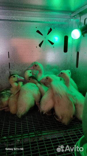 Индоутки, петушки на племя