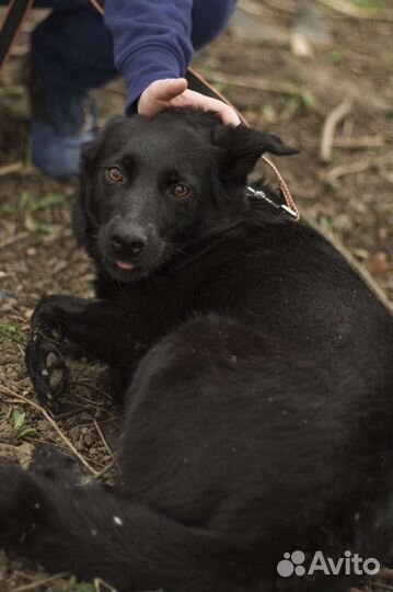 Небольшая собака в добрые руки