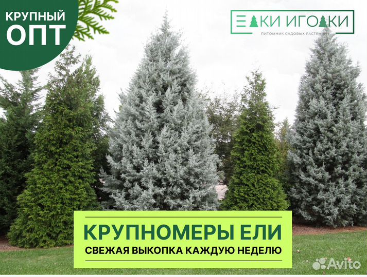 Крупномер Ель Голубая,Ель обыкновенная