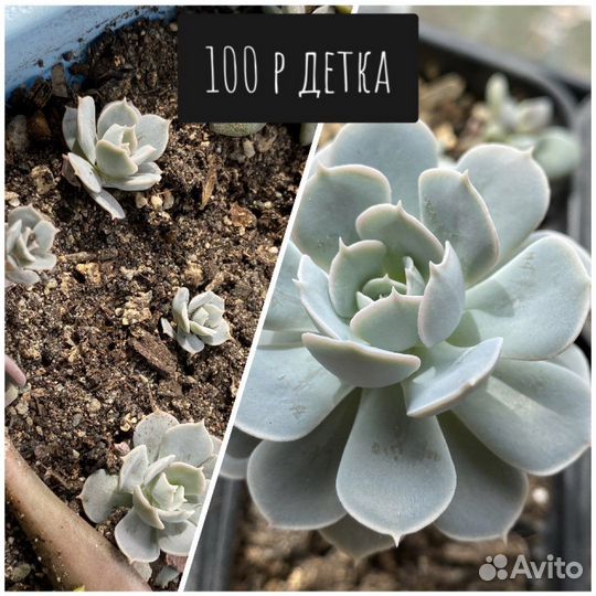 Суккуленты