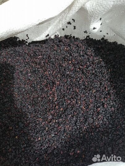 Плоды бузины