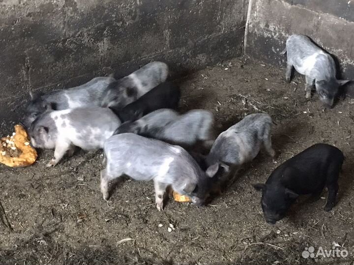 Вьетнамск вислобрюхий поросенок