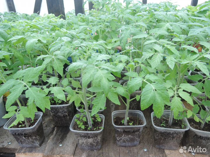 Рассада томатов