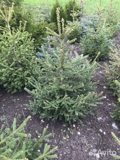 Ель голубая, ель канадская