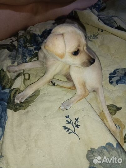 Той-терьер щенки