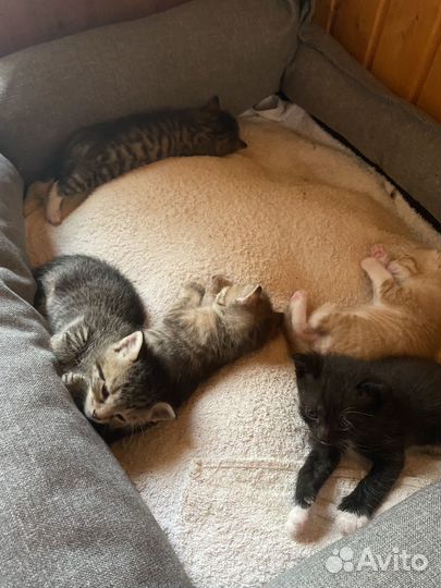 Голубоглазые котята в добрые руки