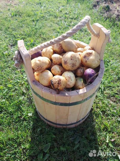 Продам картофель