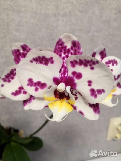 Орхидея фаленопсис