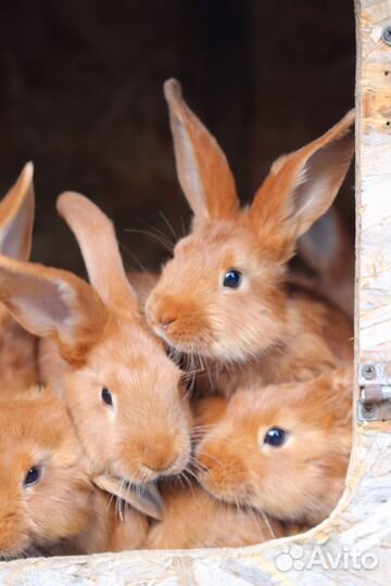 Кролики нзк новозеландские красные