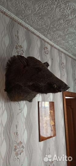 Чучело головы кабана