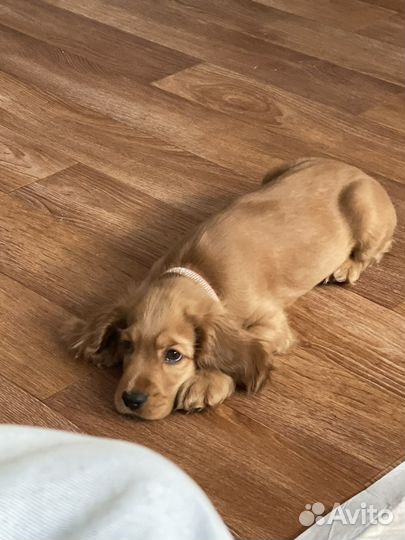 Кокер спаниель