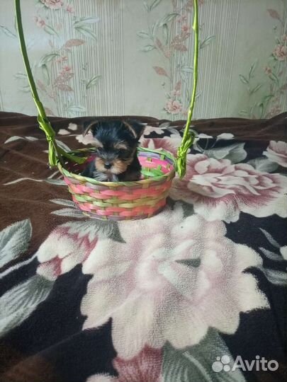 Йоркширский терьер