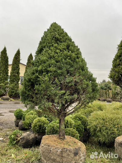 Можжевельник