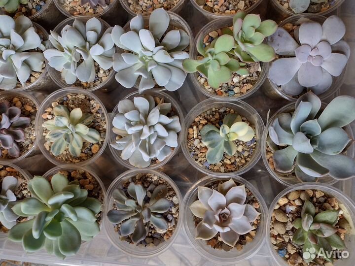 Котиледоны,крассулы, Аихризоны