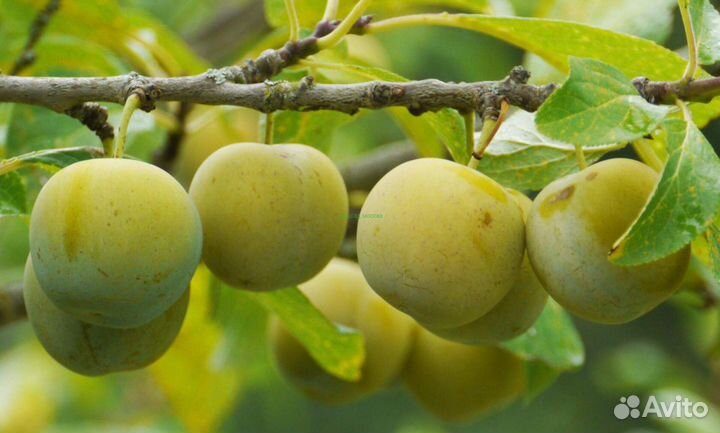 Саженцы сливы