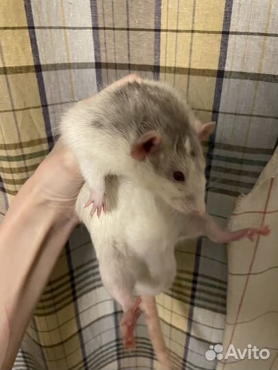 Крыса дамбо