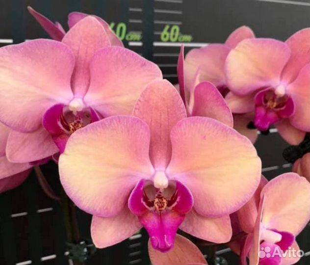 Орхидея фаленопсис Wedding dress Свадебное платье