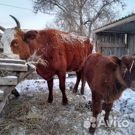 Продвижение на Авито в Шушарах