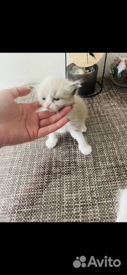 Котята Регдолл (тряпичная кукла) мальчики