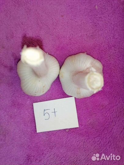 Чеснок Рокамболь (гигантский чеснок)