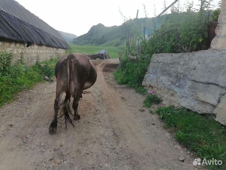 Корова дойная