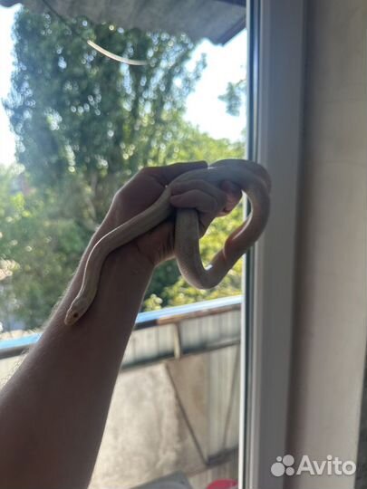 Маисовый полоз